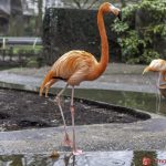 Flamingos | ZOO Antwerpen | Belgium | 1-3