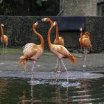 Flamingos | ZOO Antwerpen | Belgium | 2-3