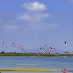 Flamingos in Parque Natural De Las Salinas De Santa Pola – Spain | 3-3